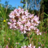 2506H 084 Donau Radweg